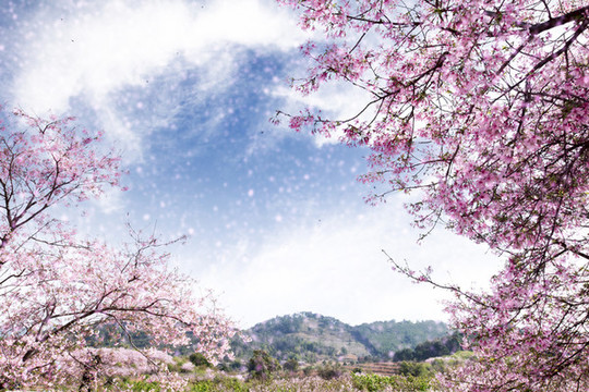 櫻花夢園
