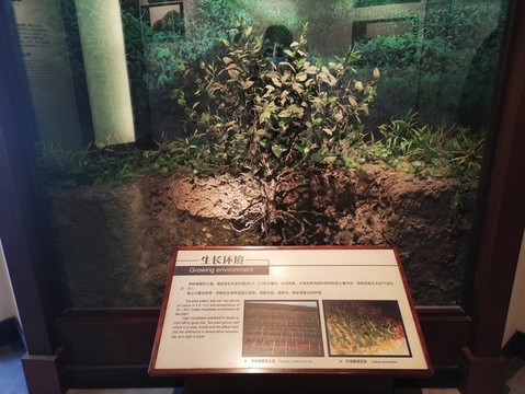 茶樹生長環(huán)境