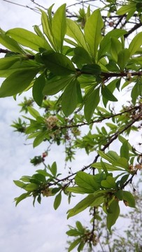 李子葉