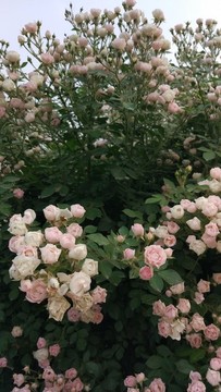 薔薇