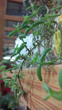 盆栽植物