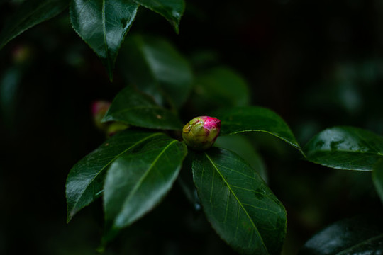 花蕾初綻山茶花