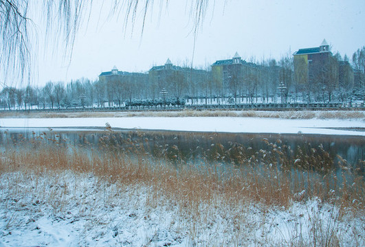 春雪