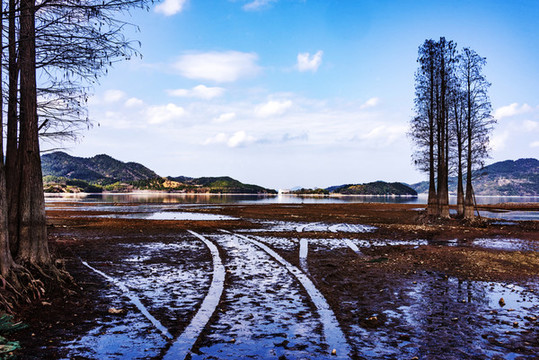 四明湖紅杉林