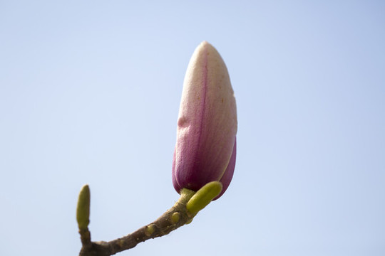 玉蘭花