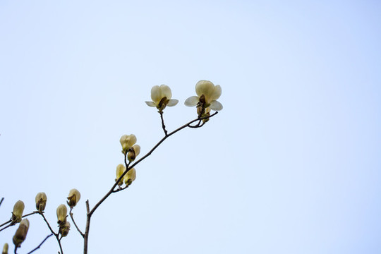 玉蘭花