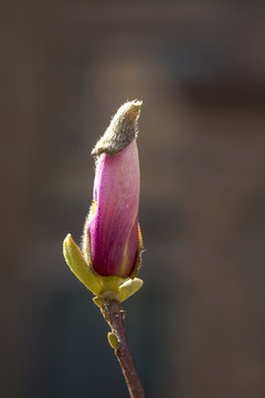 玉蘭花