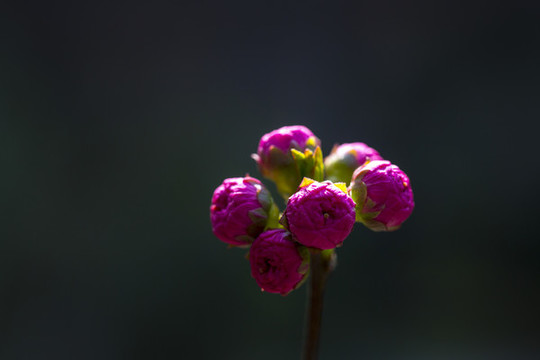 梅花