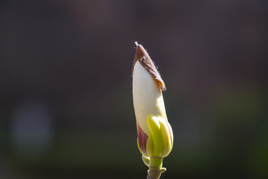 玉蘭花