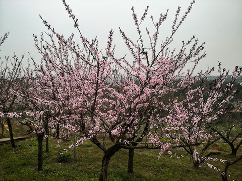 桃園桃花