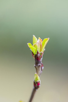 春天樹枝發(fā)嫩芽