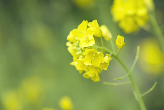 春天油菜花盛開