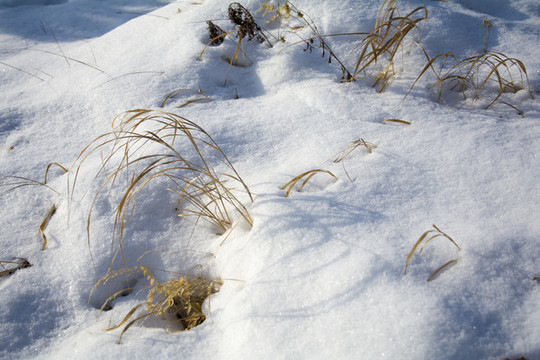 荒草雪地
