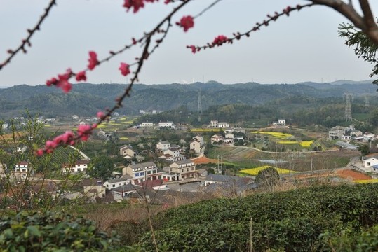 春天桃花園風(fēng)光