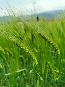 麥穗