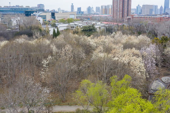 泉城公園春色滿園