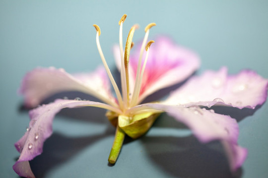 紫荊花與露珠特寫(xiě)