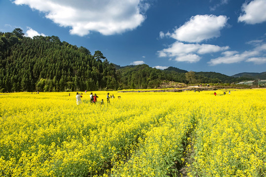 油菜花
