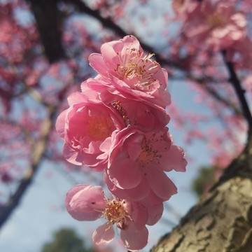 紅梅梅花
