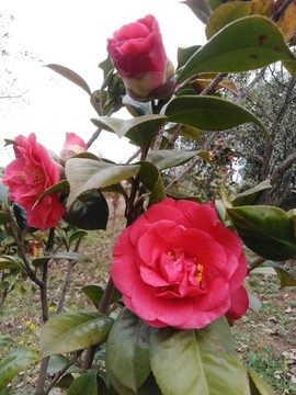 茶花