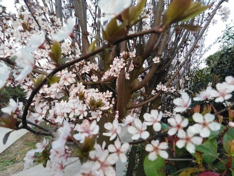 李花