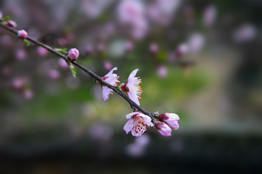 一枝桃花