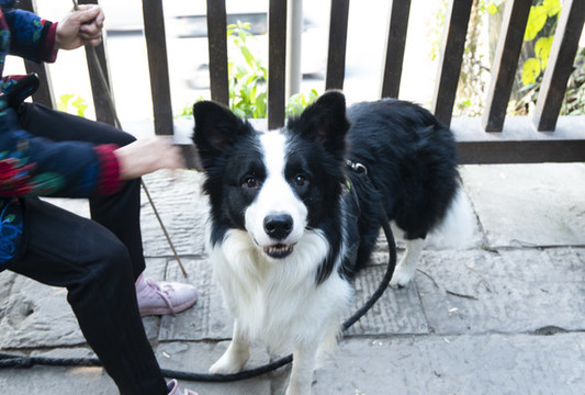 邊境牧羊犬