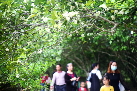 橘紅花