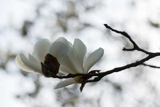 玉蘭花開