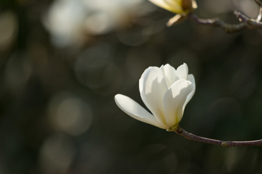 玉蘭花開