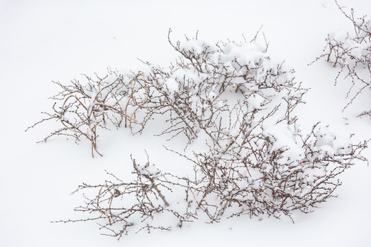 雪地枝葉