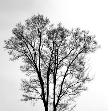 黑白樹枝樹干