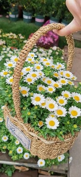 小雛菊