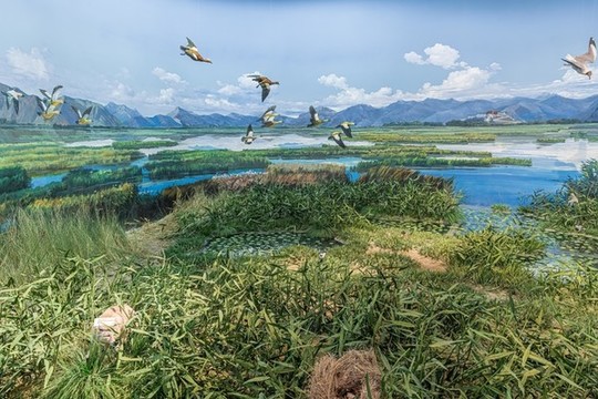 拉薩河濕地