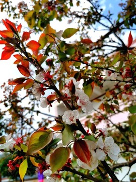 杏子樹(shù)開(kāi)花