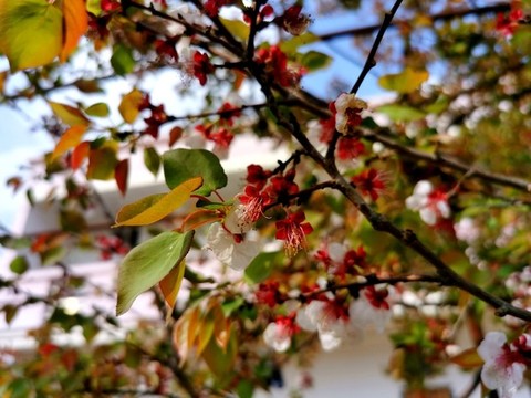 杏樹開花