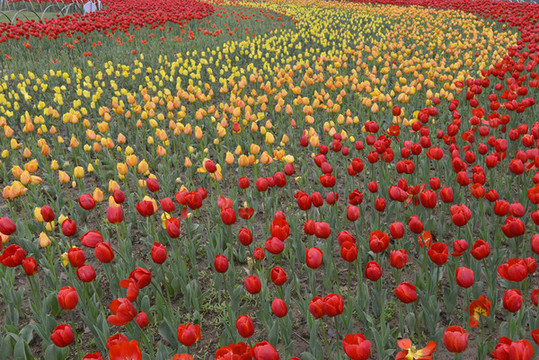 公園郁金香花卉