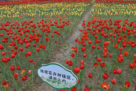 公園郁金香花卉