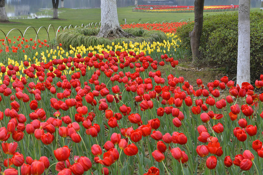 公園郁金香花卉