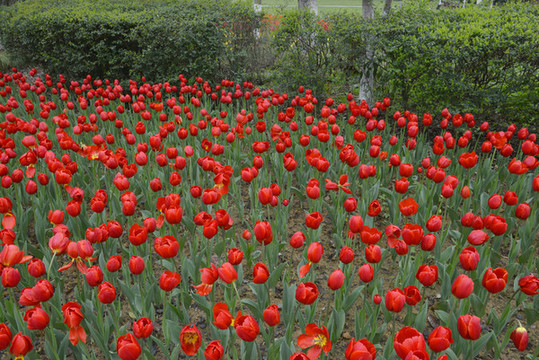 公園郁金香花卉