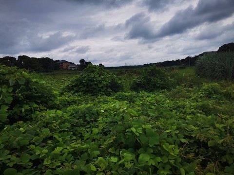 鄉(xiāng)村圖景
