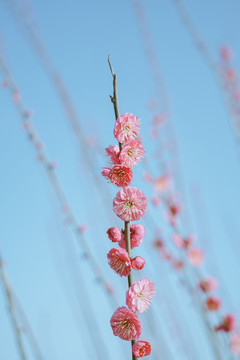 梅花