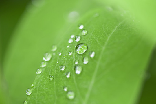 綠葉雨水水珠特寫