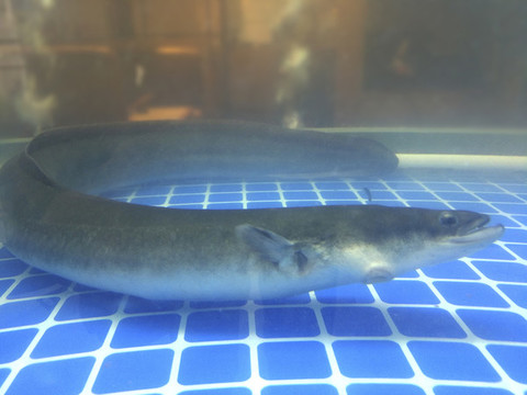 鮮活鰻魚(yú)