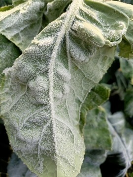 雪中蔬菜