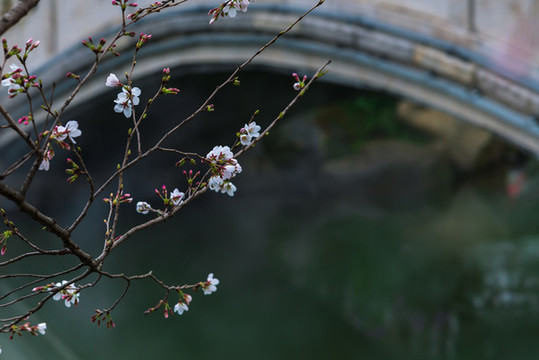 武漢東湖櫻園綻放的櫻花