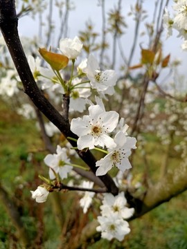 李樹花