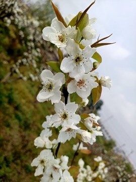 李樹花