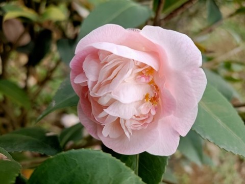 山茶花