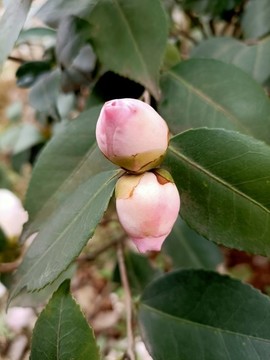 山茶花